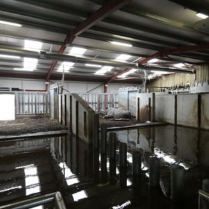Greater one-horned rhino indoor enclosure