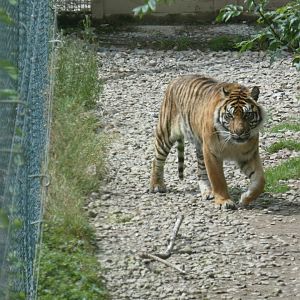 Sumatran tiger