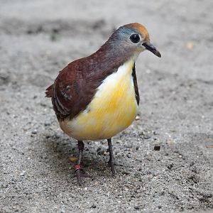 Cinnamon ground-dove