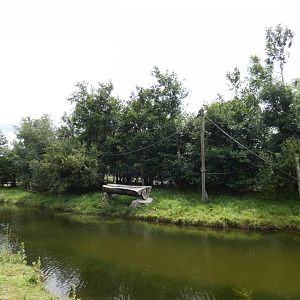 Lar gibbon island (2)