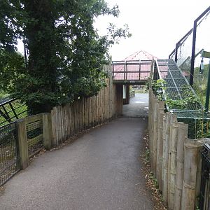 Sumatran tiger over-head tunnel