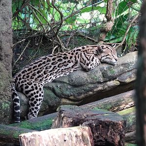 Ocelot sleeping
