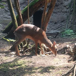 Kirk's dik-dik