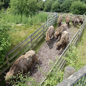 European bison queuing to go under the bridge into their paddock