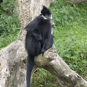 Francois' langur