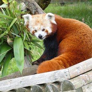 Red panda