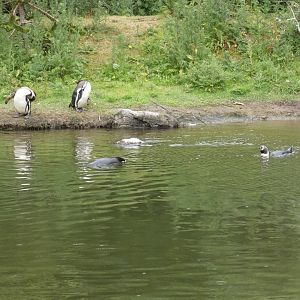 Humboldt penguins