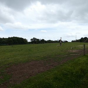 European bison and lechwe enclosure