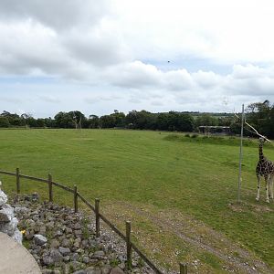 African savannah (3)