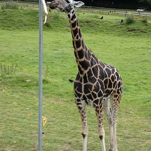 Giraffe with quite a dark coloration