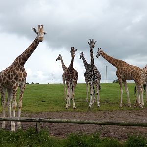 Giraffes