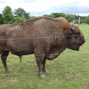 European bison