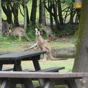 Eastern grey kangaroo free-roaming