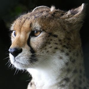 Cheetah
