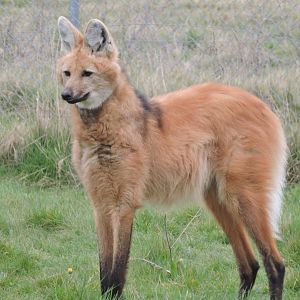 Maned Wolf