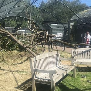 Ring tailed lemur enclosure