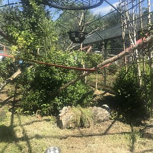 BW ruffed lemur enclosure