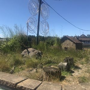 Dwarf mongoose enclosure