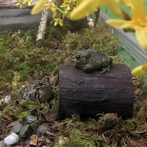 Toad ID help - Maritime Aquarium (2019?)