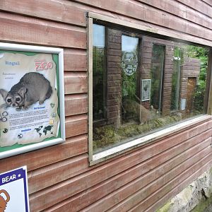 Ringtail (Cacomistle) Exhibit and inhabitant