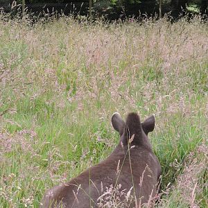Tapir in high grass