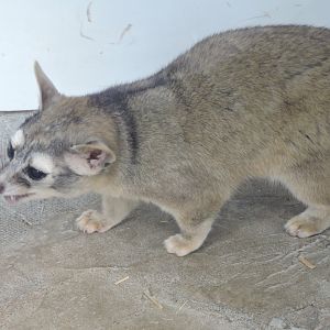 Ringtail (Cacomistle)
