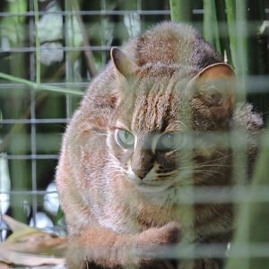 Rusty Spotted Cat