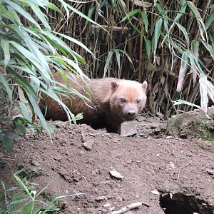 Bushdog with self excavated burrow