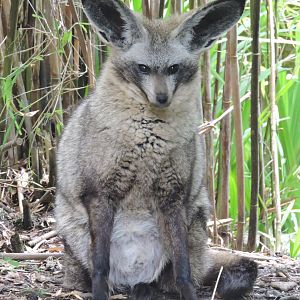 Bat eared fox
