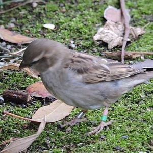 Leg Ringed Sparrow