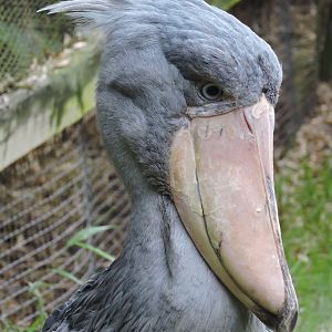 Shoebill