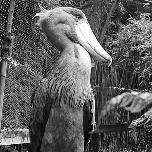 Shoebill a frogs eye view