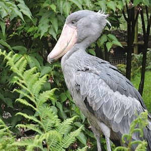 Shoebill