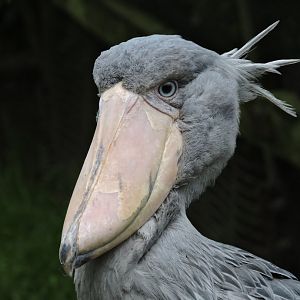 Shoebill