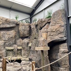 Parrots of the World