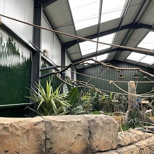 Parrots of the World