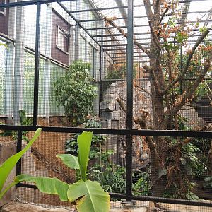 Future Wrinkled hornbill, Sclater's crowned pigeon and Common hill myna indoor aviary, 2022-07-03