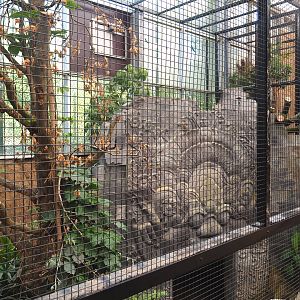 Future Wrinkled hornbill, Sclater's crowned pigeon and Common hill myna indoor aviary, 2022-07-03