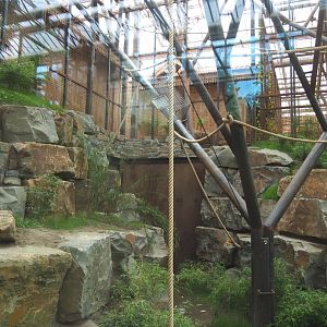 Sumatran orangutan indoor exhibit, 2022-07-03