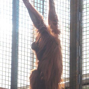 Poor picture of Sumatran orangutan Kila (Pongo abelii), 2022-07-03