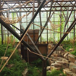Northern white-cheeked gibbon indoor exhibit, 2022-07-03