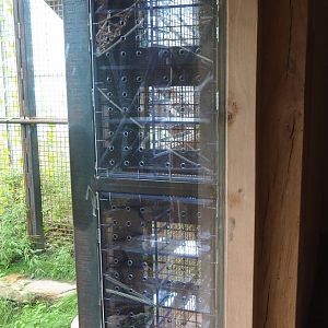 Enrichment box next to visitor area, 2022-07-03