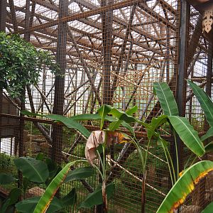 Soon-to-be second Sumatran orangutan indoor exhibit, 2022-07-03