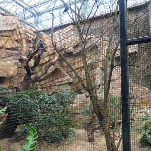 Pigeon and Bank myna aviary, 2022-07-03