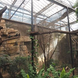 Pigeon and Bank myna aviary, 2022-07-03