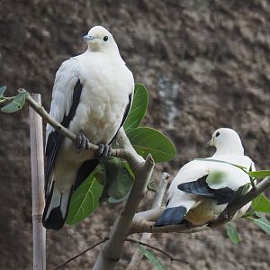Pied imperial pigeons (Ducula bicolor), 2022-07-03