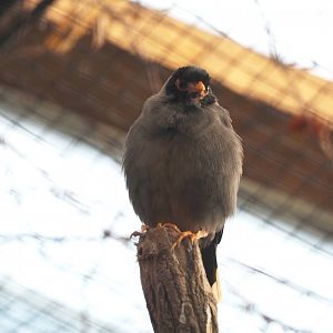 Bank myna (Acridotheres ginginianus), 2022-07-03