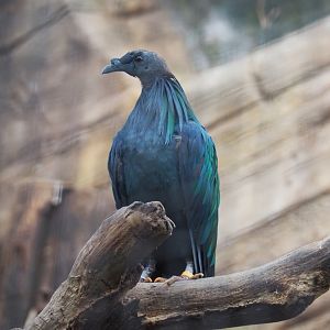 Nicobar pigeon (Caloenas nicobarica), 2022-07-03