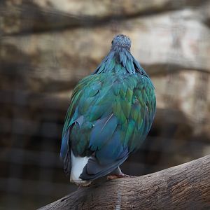 Nicobar pigeon (Caloenas nicobarica), 2022-07-03