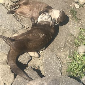 Otters